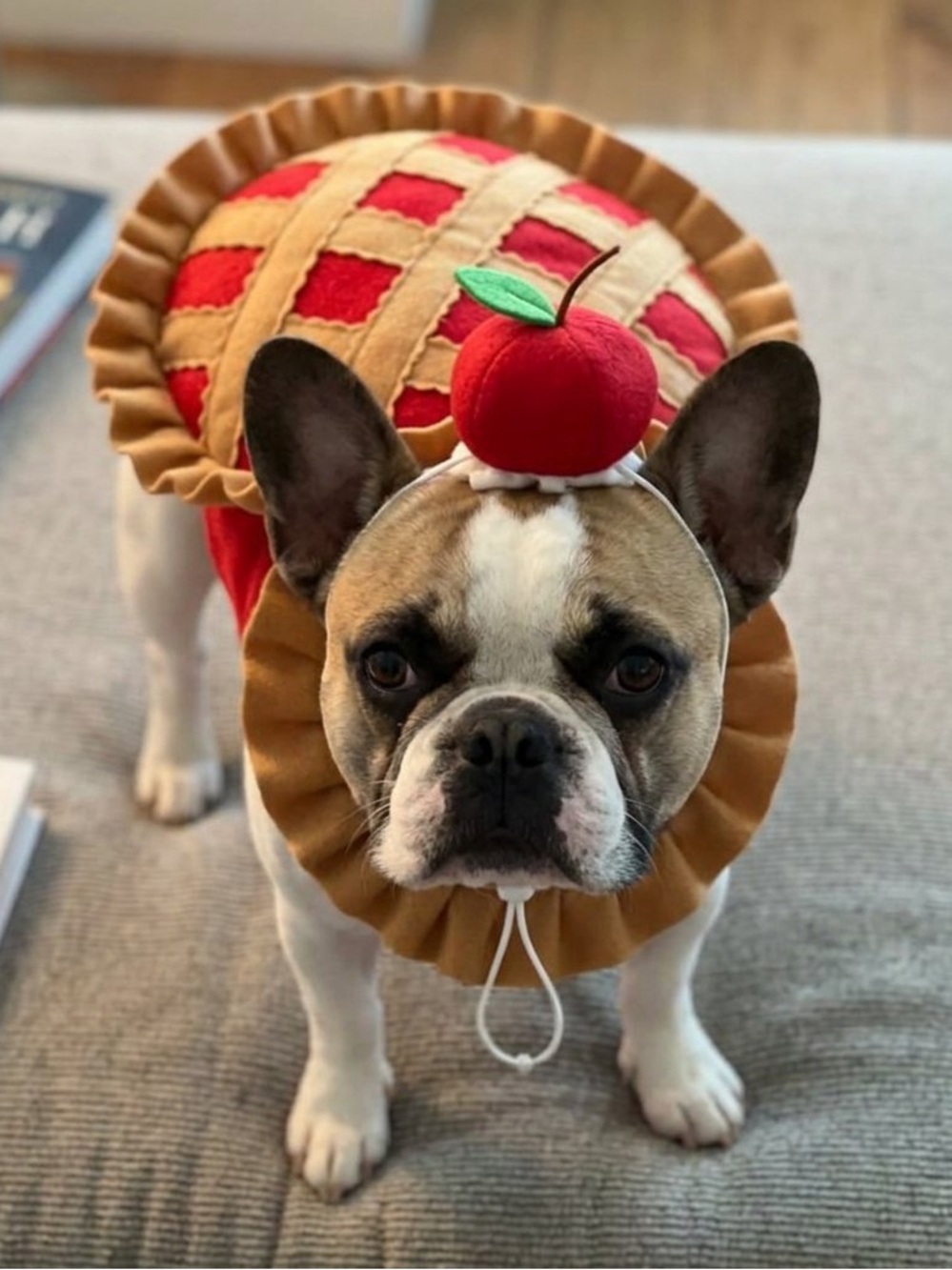 Cherry pie dog Halloween costume 2 piece pie and apple hat size medium
